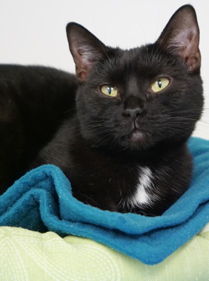 Learn More About Misty Photo of Misty