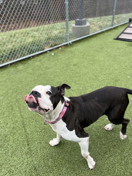 View Betty Moo(in Foster) the Dog Photo #2