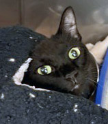 View Lily (at Smitten Kitten) the Cat Photo #2
