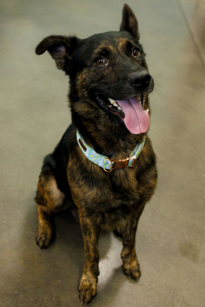 Photo of Diesel