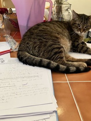 View Leo the Cat Photo #2