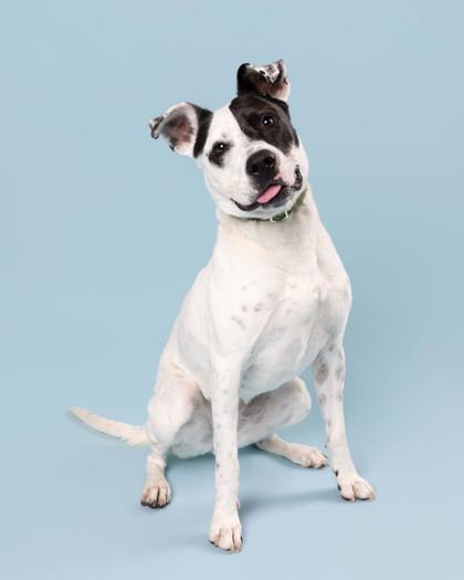 BASIL - Staffordshire Bull Terrier / Mix available for adoption