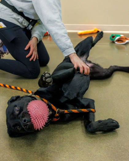 View Tex the Dog Photo #2