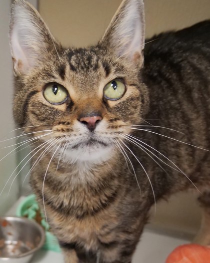 SULLY - Domestic Shorthair / Mix available for adoption