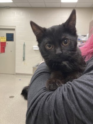 Learn More About Clawdia