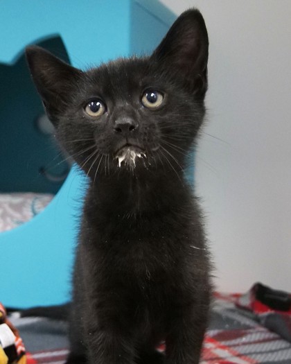 Finn