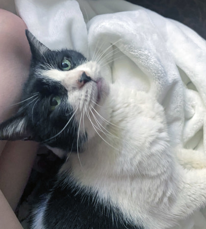 Lil (In Foster)