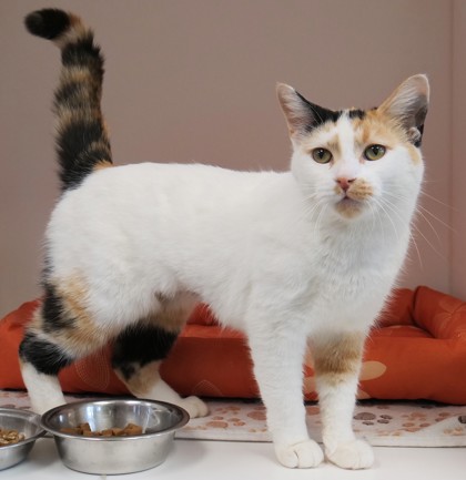 View Lost Cat Photo #1