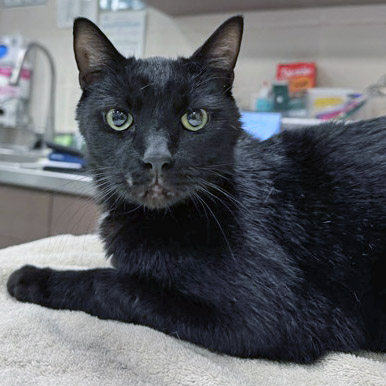 View Funky Cold Medina the Cat Photo #2
