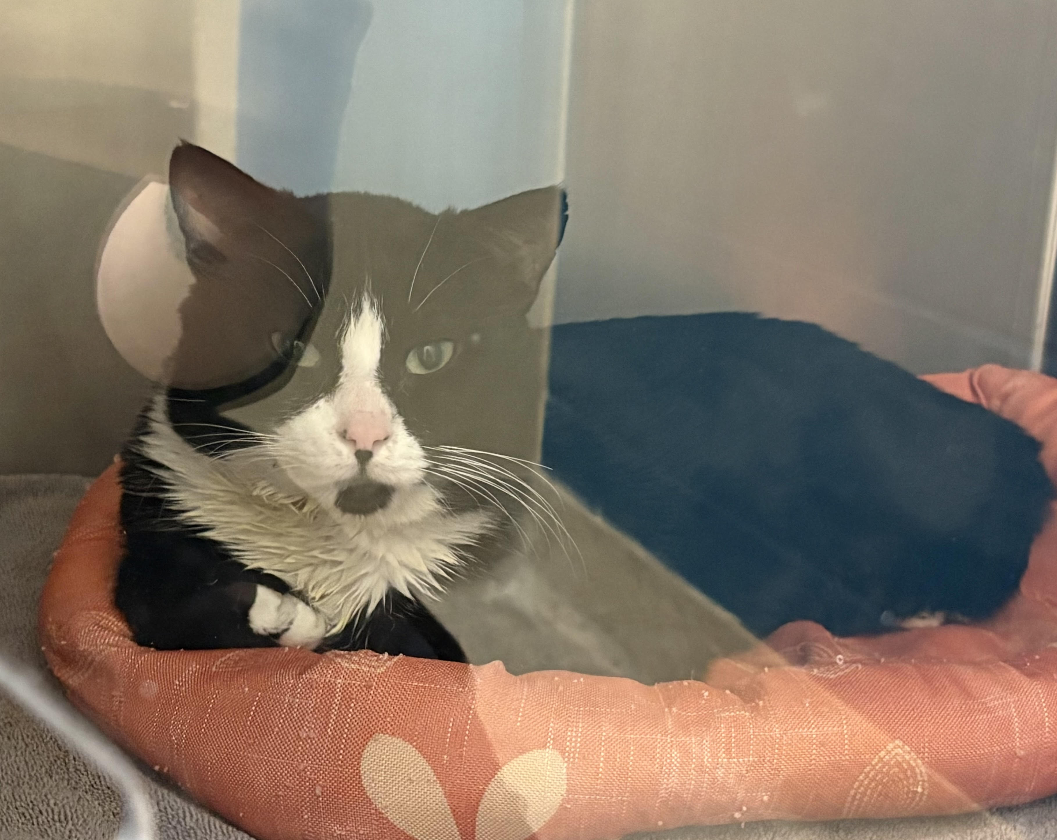 View Fizzy the Cat Photo #1