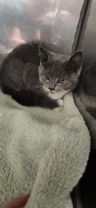 Help Rehome This Cat Cat