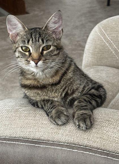 View Nebula the Cat Photo #2