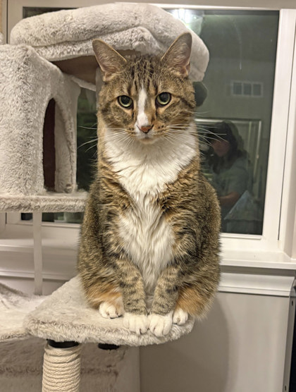 View Sir Apollo the Cat Photo #2