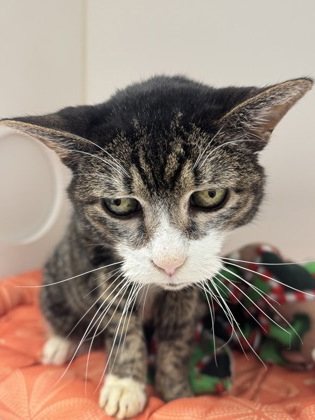 View Jinxy (in Foster) the Cat Photo #2