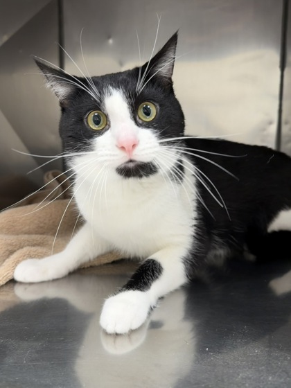 View Daryl (in Foster) the Cat Photo #2