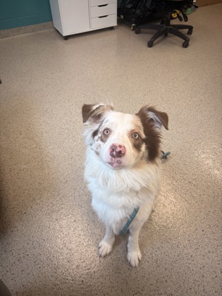 Photo of Goose