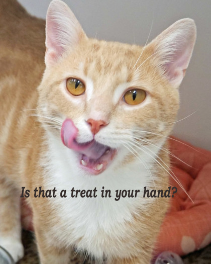 Learn More About Pickles Photo of Pickles