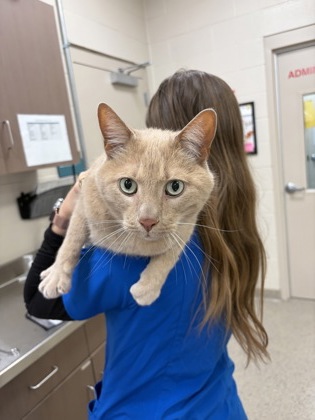 View Mouse the Cat Photo #2