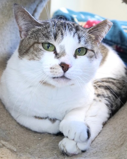 Tabitha