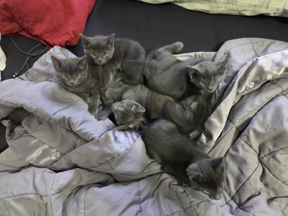 View Dumpling the Cat Photo #2