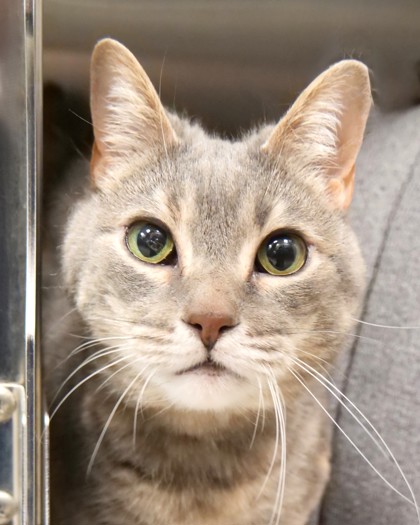 View Natasha the Cat Photo #1