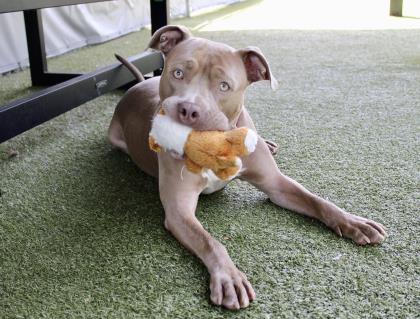 View Buford the Dog Photo #2