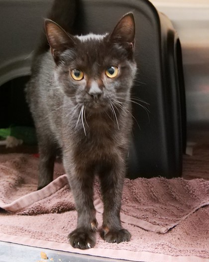Help Rehome This Cat Cat