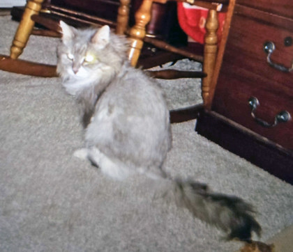View Belle (in Foster) the Cat Photo #1