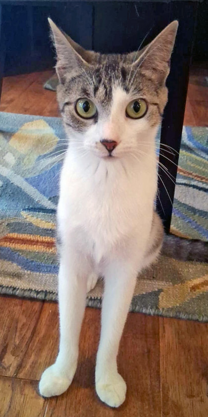 Paramore (in Foster) - Cat