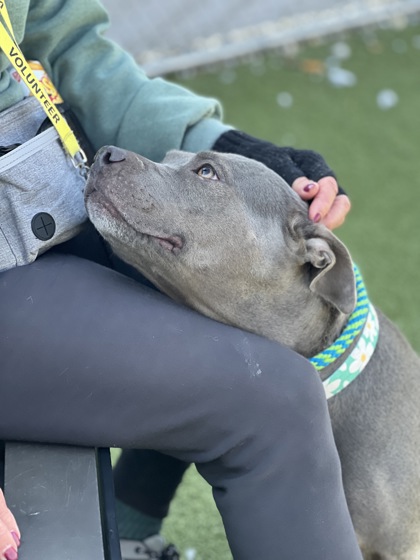 View Trudy Judy the Dog Photo #1