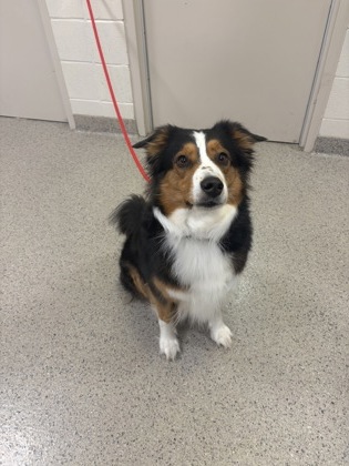 View Mia the Dog Photo #1