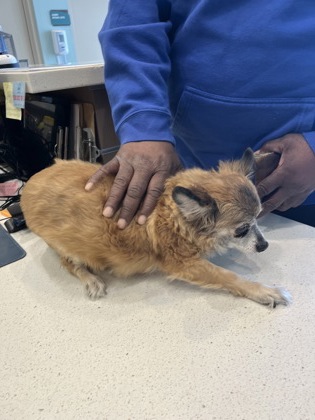 View Found Dog Photo #1