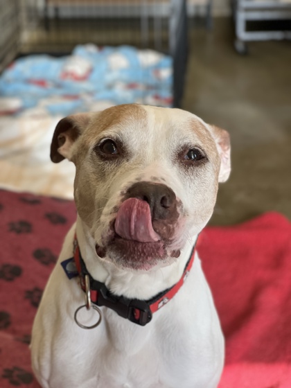 View Johnny Appleseed (in Foster) the Dog Photo #2