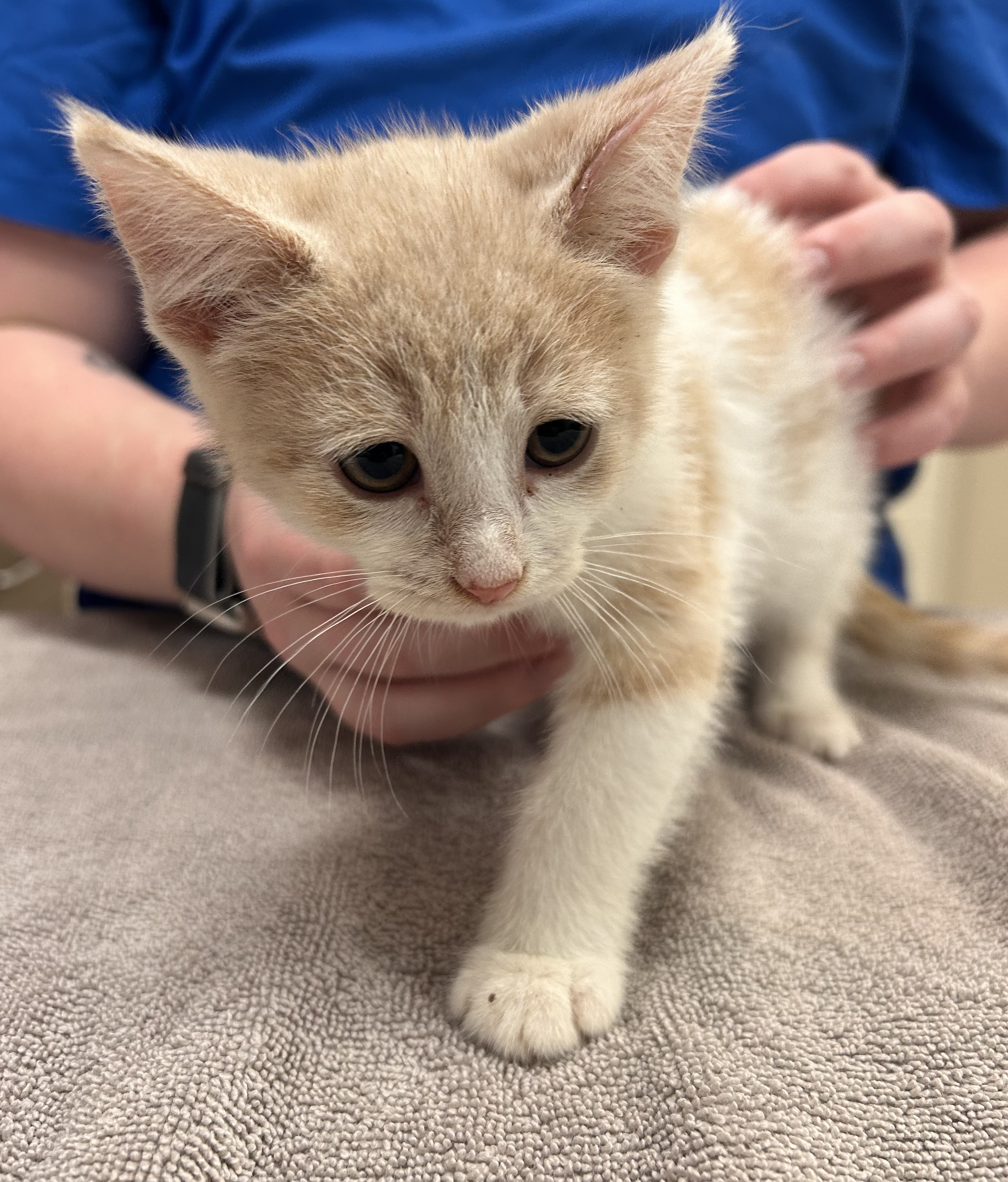 Learn More About Daisy Daisy