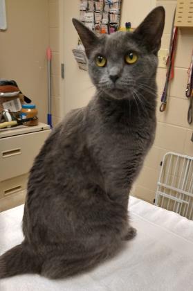 View Beast the Cat Photo #1