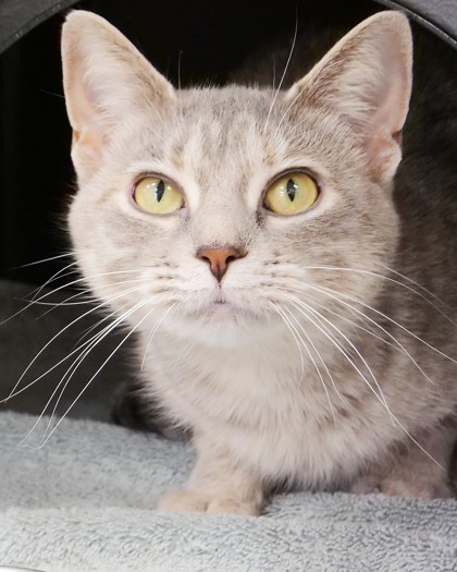 MIRABEL - Domestic Shorthair / Mix available for adoption