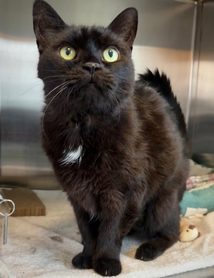 View Merlin (in Foster) the Cat Photo #1