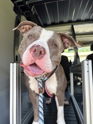 Gracie