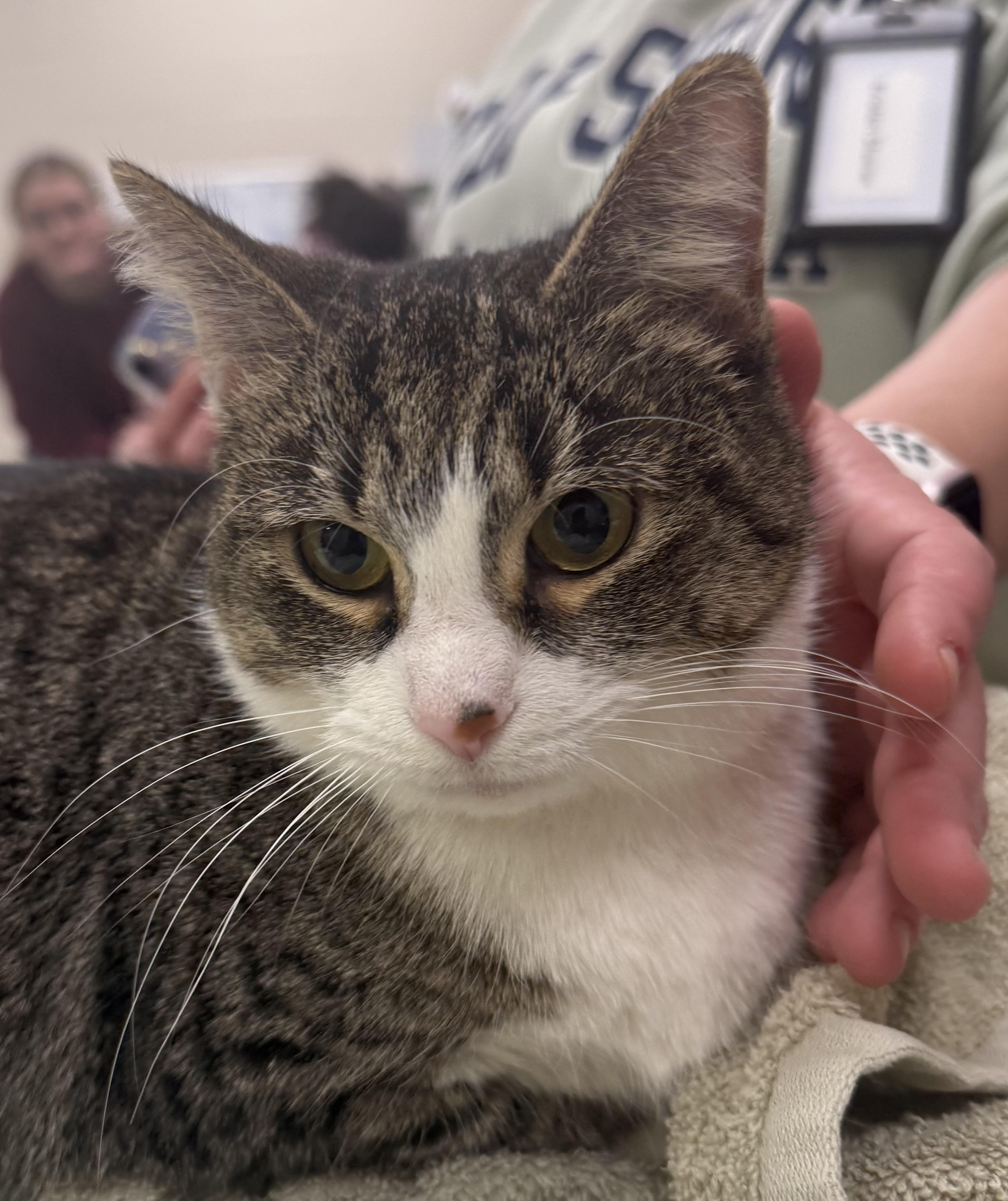 View Misty (at PetSmart) the Cat Photo #2