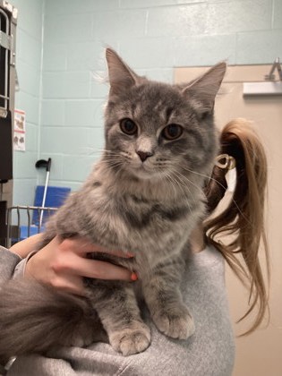 View Found Cat Photo #1