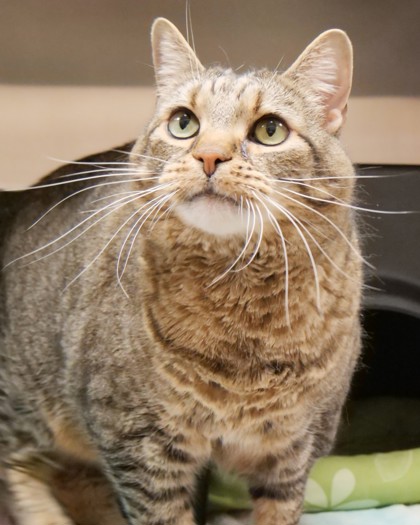 View Hazel (in Foster) the Cat Photo #1