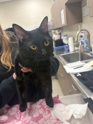 View Melon the Cat Photo #1