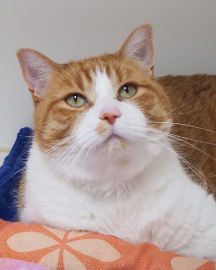 View Oliver the Cat Photo #1