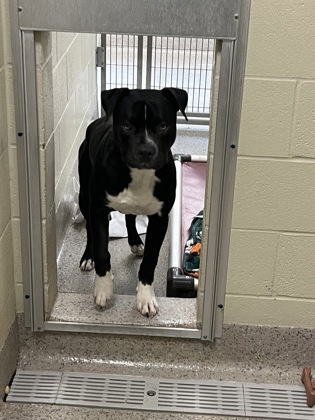 View Nyx the Dog Photo #1