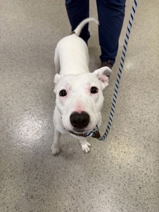 View Ruby Diamond the Dog Photo #1