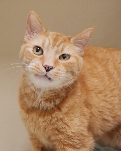 Learn More About Chester (in Foster)