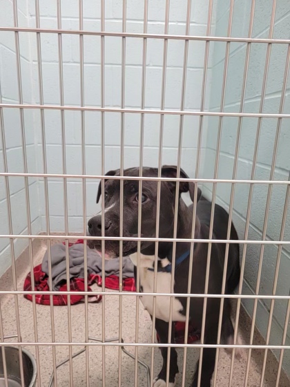 View Dewey the Dog Photo #2