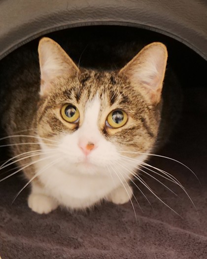 Learn More About Misty (at Petsmart)