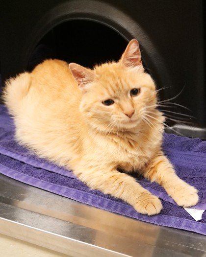 Learn More About Reba Reba