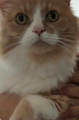 Have You Seen Asad? Cat